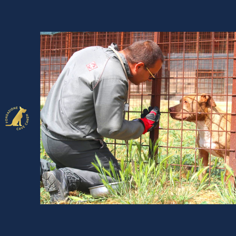 Massima soddisfazione del CDA della Fondazione CAVE CANEM ONLUS per i risultati raggiunti nei primi quattro mesi di vita dell'Accademia CAVE CANEM: 9 i corsi organizzati, 103 le persone formate. I corsi dell'Accademia si sono rivelati un'occasione per individuare figure senior e junior predisposte e promettenti da coinvolgere nel team della Fondazione: 8 i professionisti ai quali la Fondazione ha già conferito un incarico di collaborazione, 5 i giovani ragazzi ai quali è stata riconosciuta un'indennità per un traning formativo in canile”. Al via il 12 giugno 2021, i corsi per educatori cinofili.